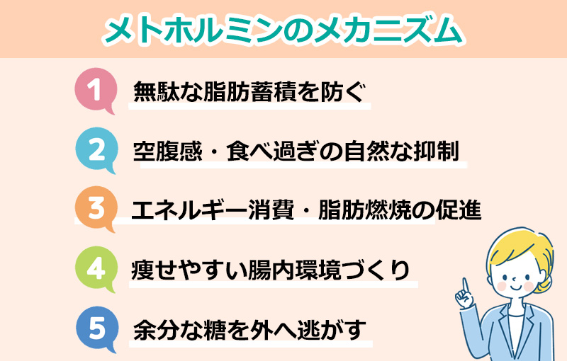 メトホルミンで痩せる「5つの理由」のオリジナル図解