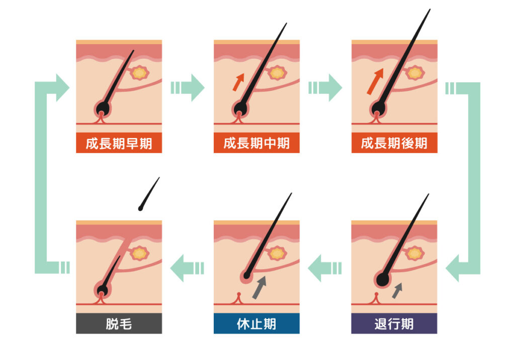 ヘアサイクルの図