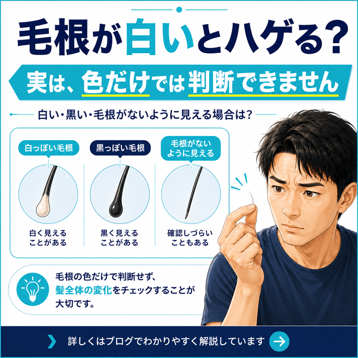 毛根とハゲ